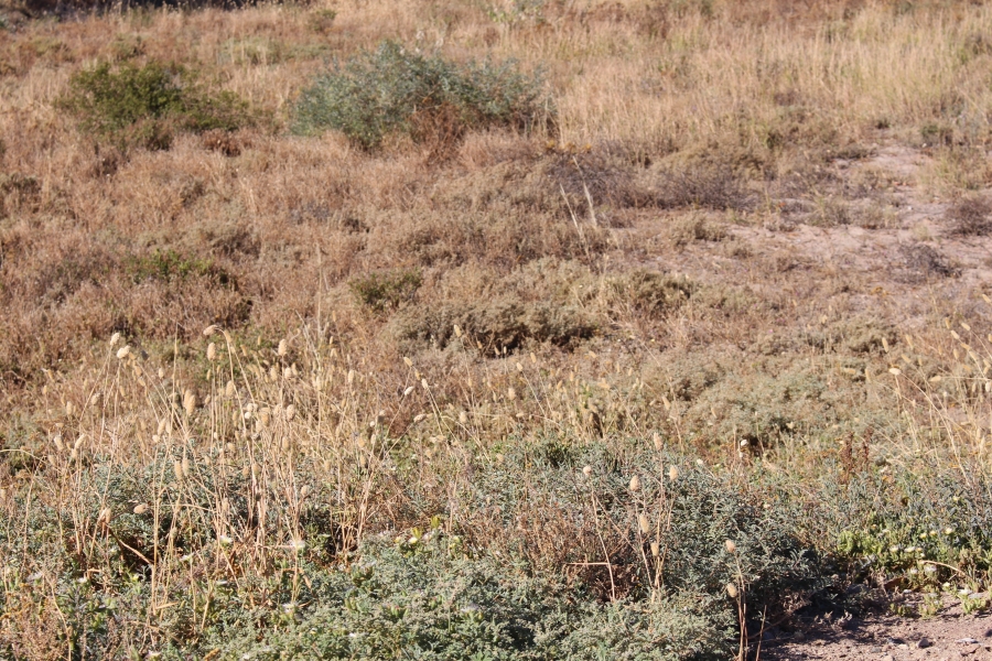 0 Bedroom Property for Sale in St Helena Views Western Cape